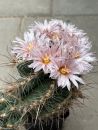 Thelocactus lausseri